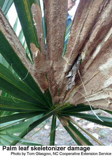 Palm leaf skeletonizer damage.